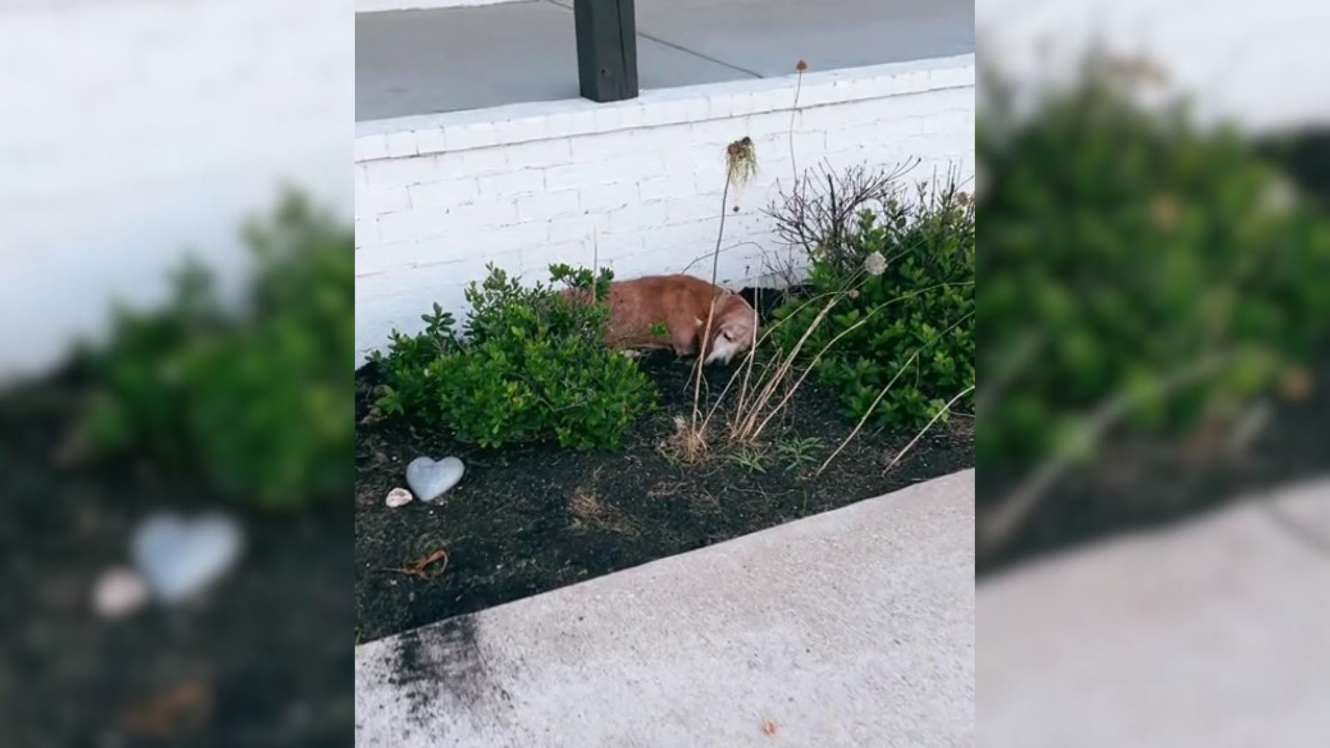 When The Couple Moved Into Their New House, They Were Greeted By A Furry Surprise