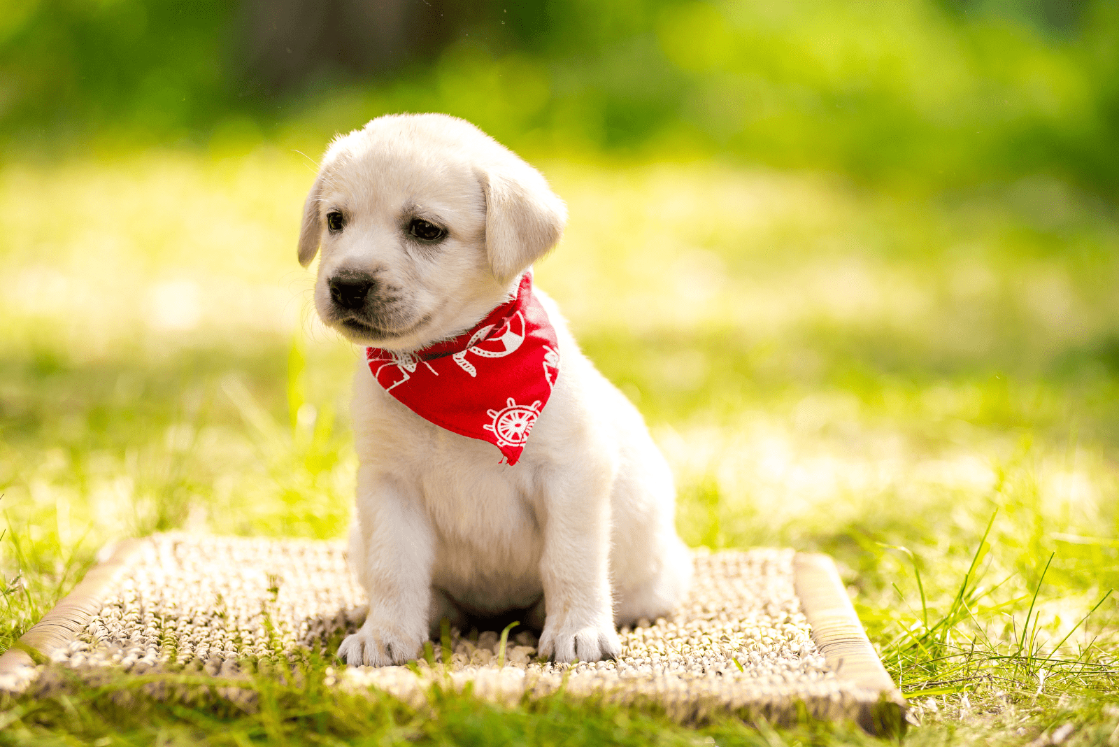 white adorable labrador sitting on a rug