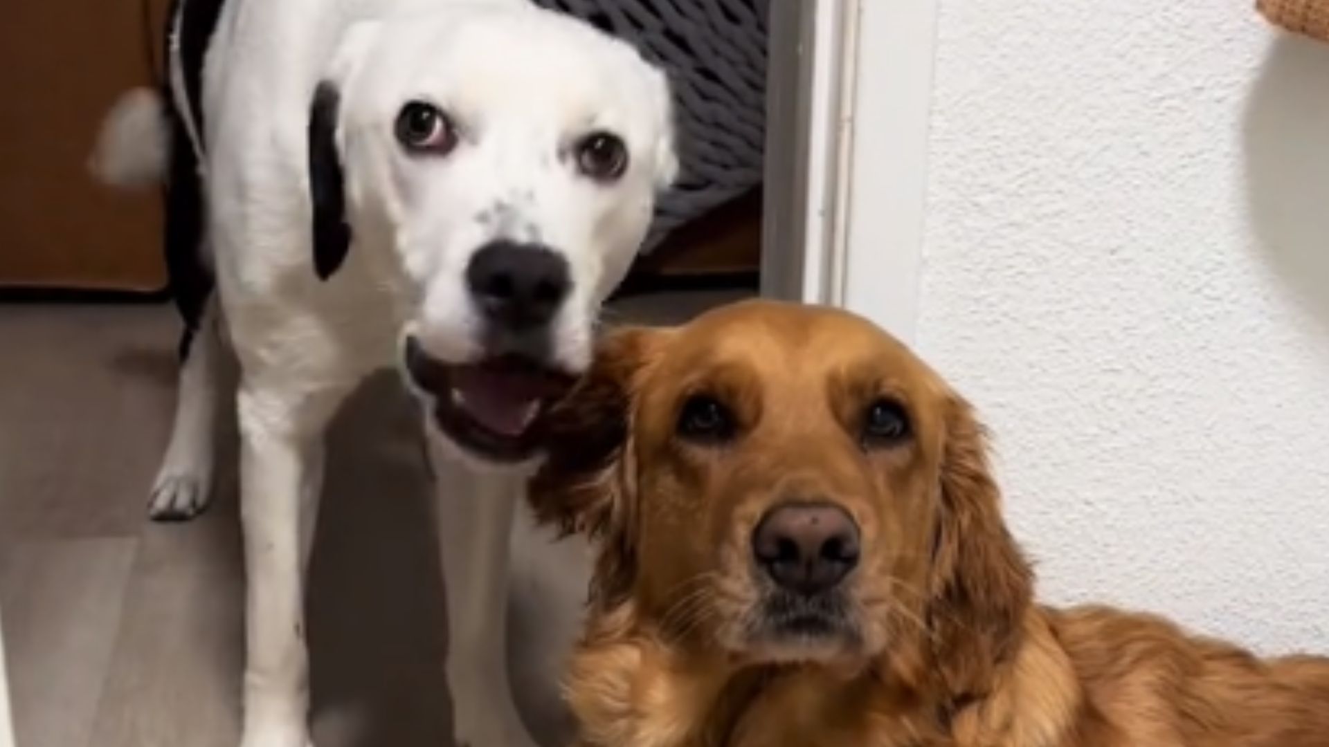 white and brown dog