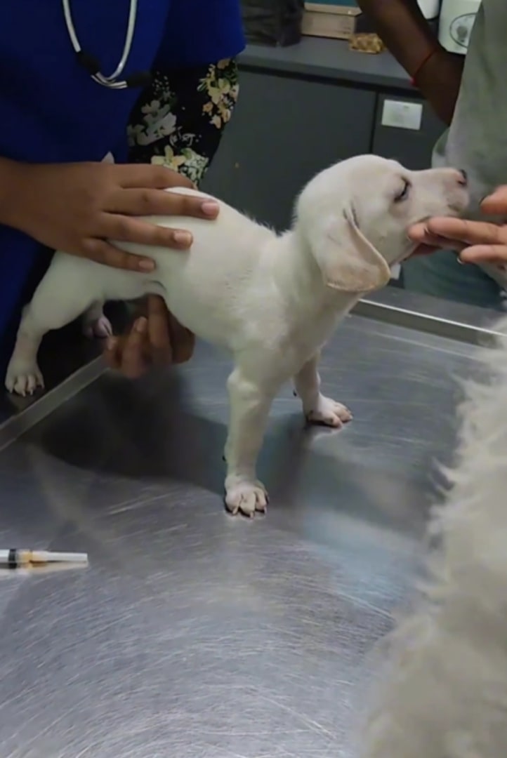 white dog at vets