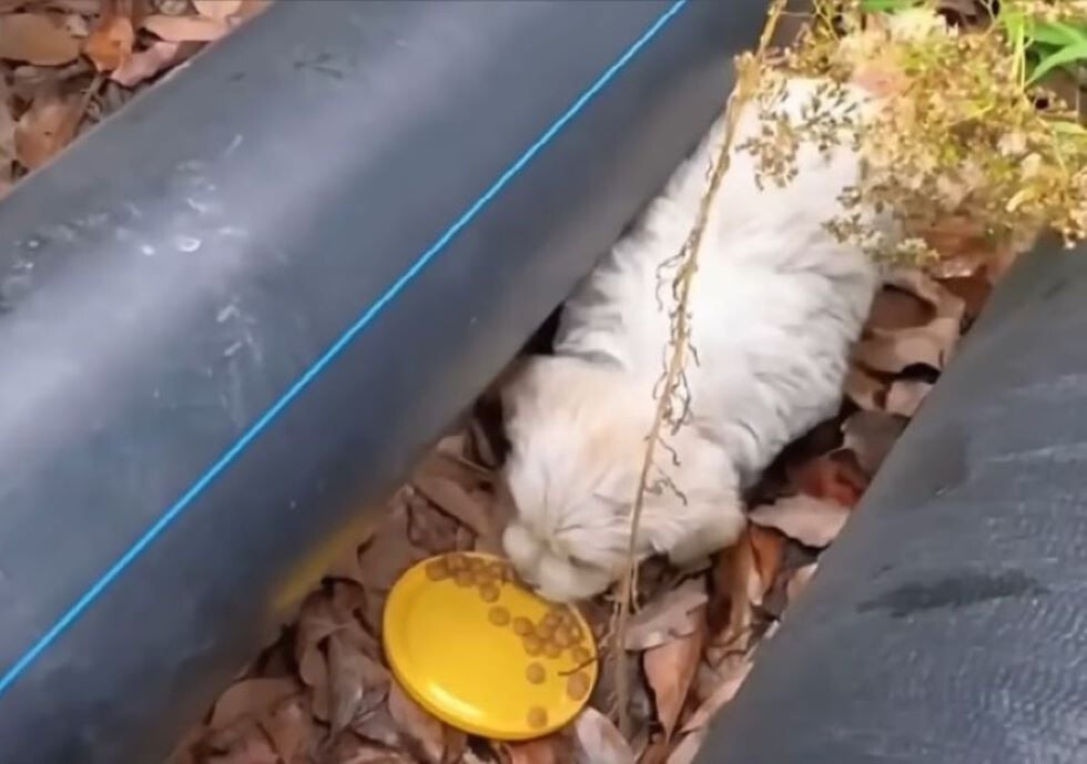 white dog eating outside