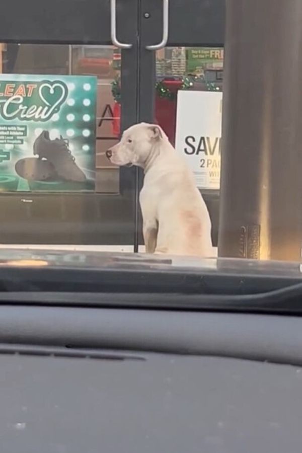 dog in front of the store