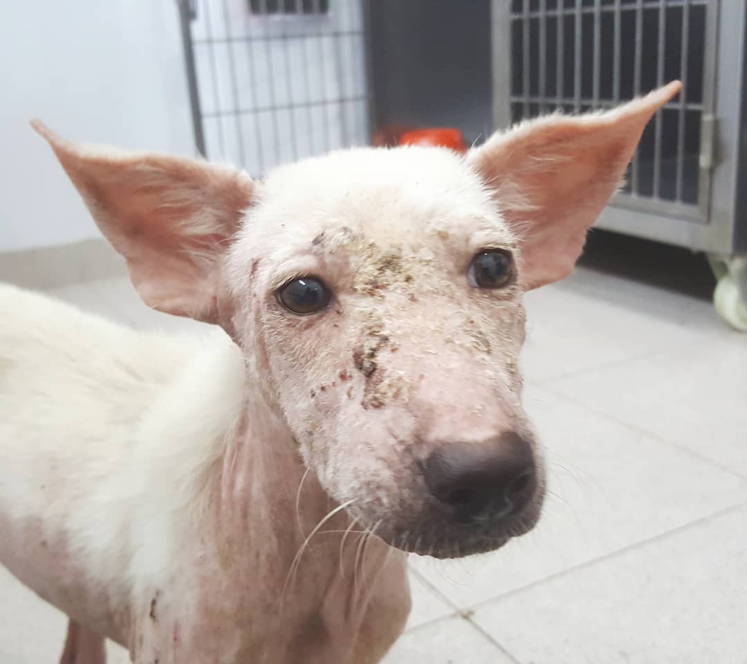 white dog in vet station