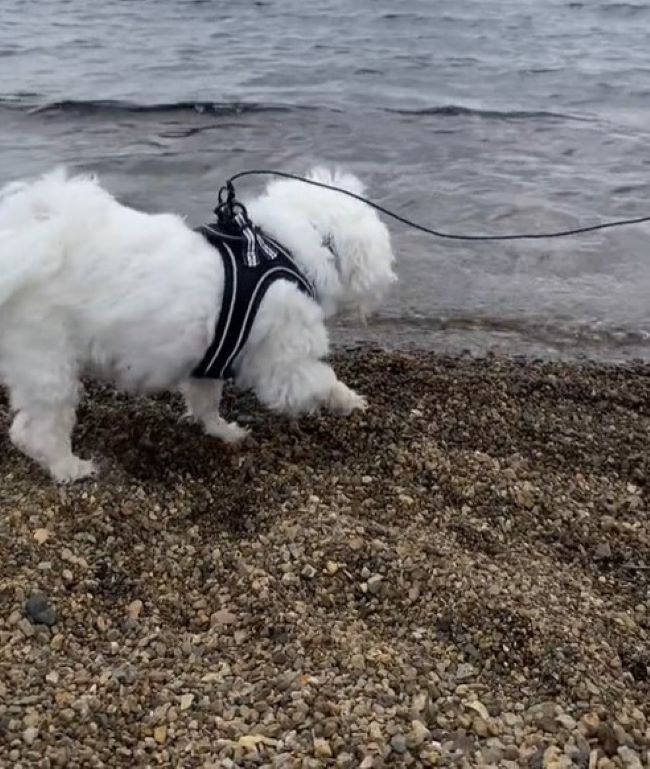 white dog on the beach