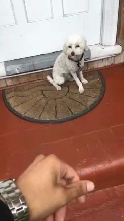 white dog sitting in front of the door