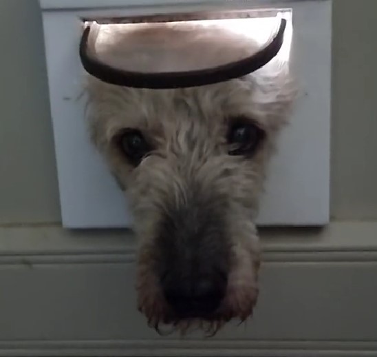 white dog stuck in a door