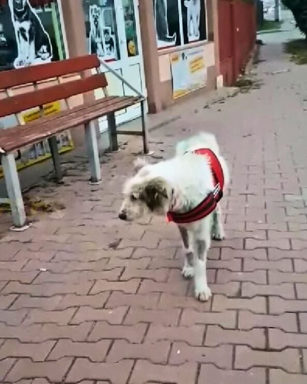 white dog walking on a street