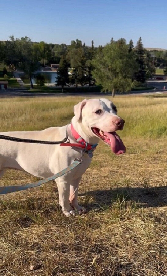 white dog with tongue out