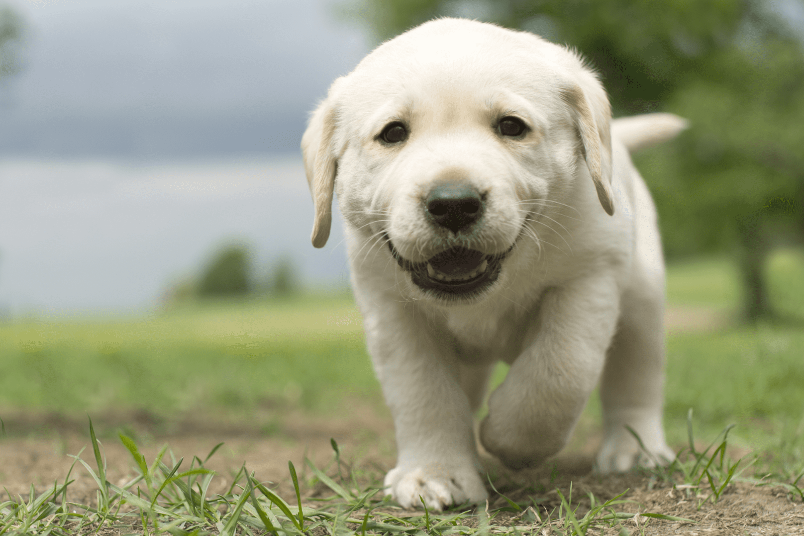 white labradors walk in the meadow