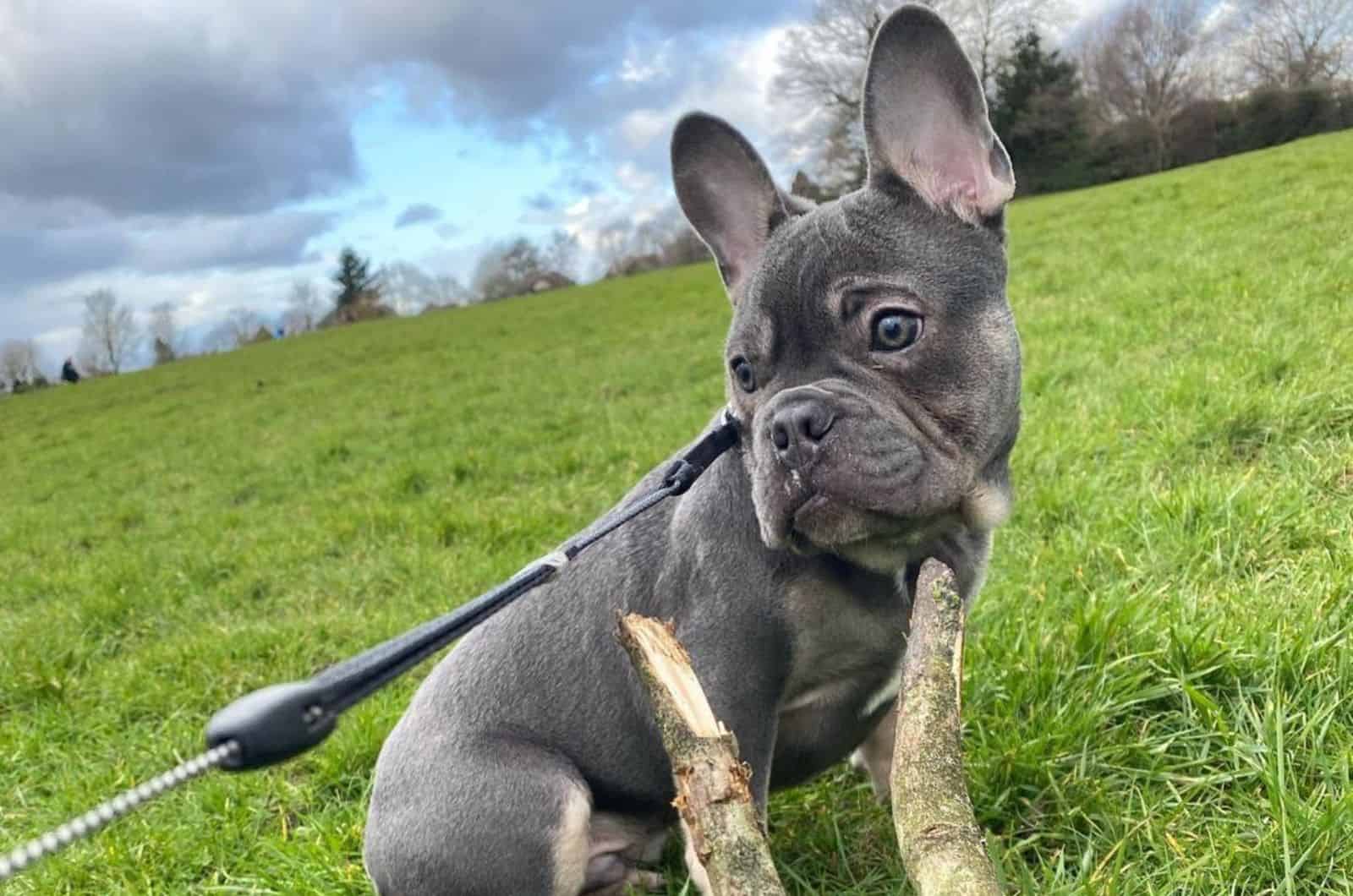 Why Is The Blue And Tan French Bulldog So Controversial?