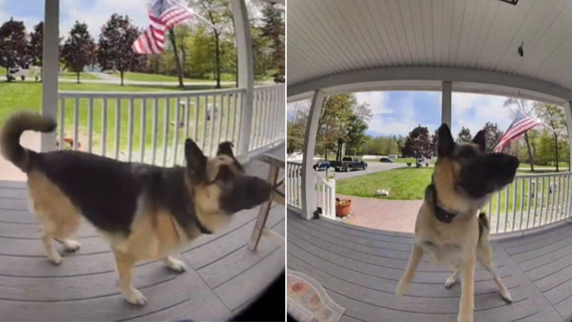 This German Shepherd Protecting His Home From ‘Mysterious Intruder’ Will Make You Laugh