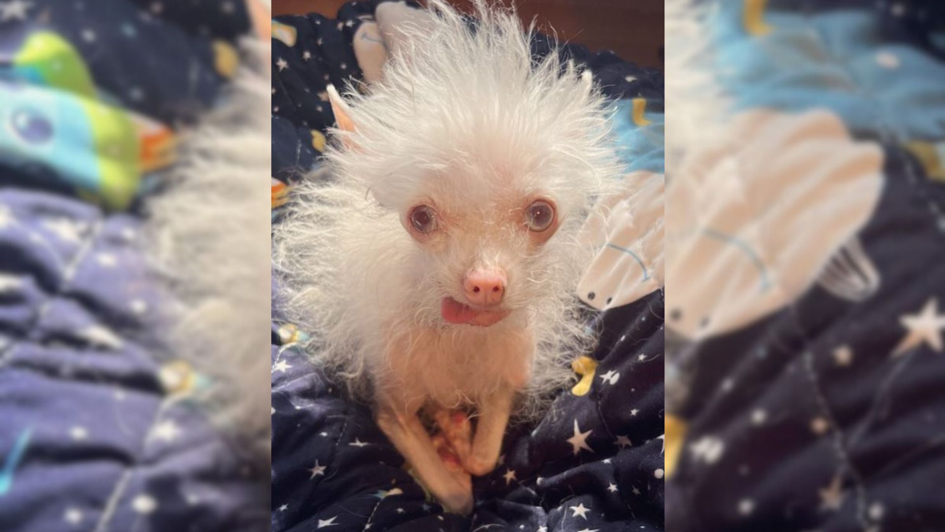 This Strange-Looking Chihuahua Dog Makes People Wonder About Her Look