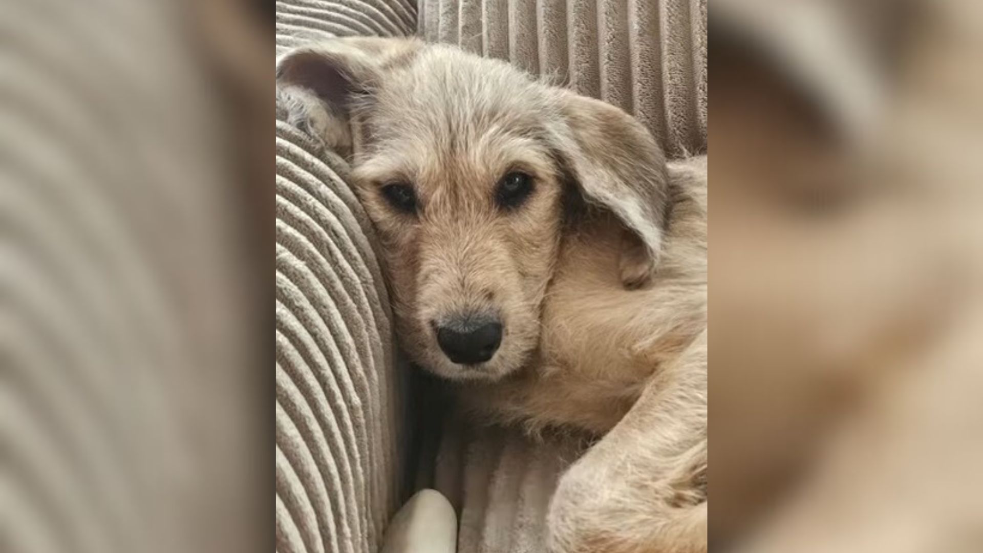 Woman Adopts A Puppy And Goes Back For Her Neglected And Malnourished Sister