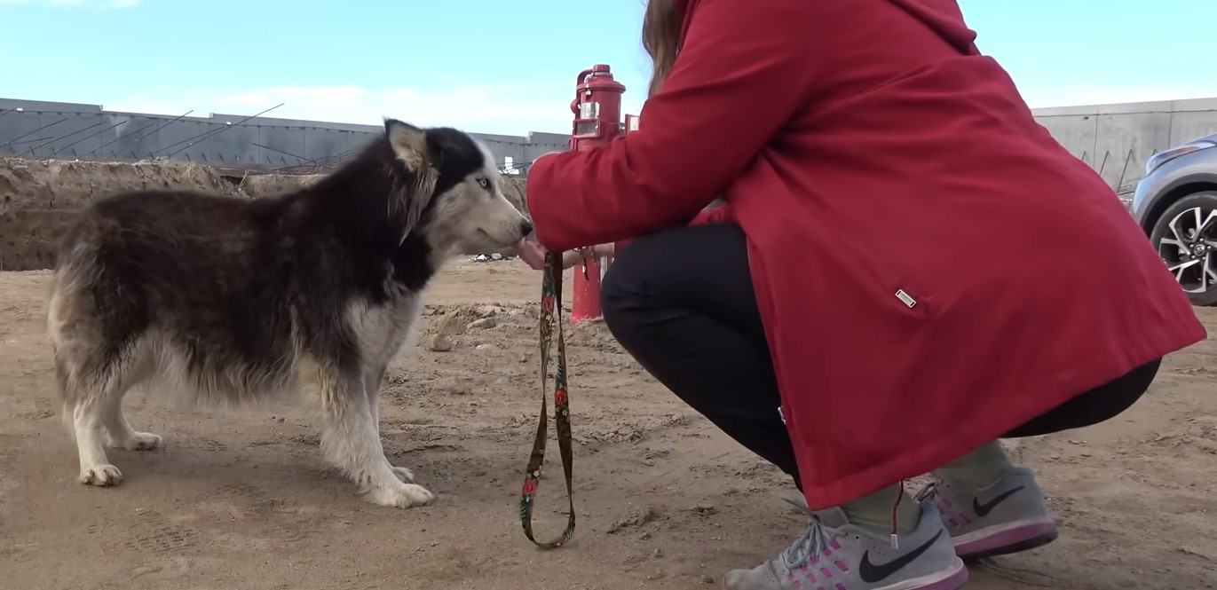 woman and abandoned husky