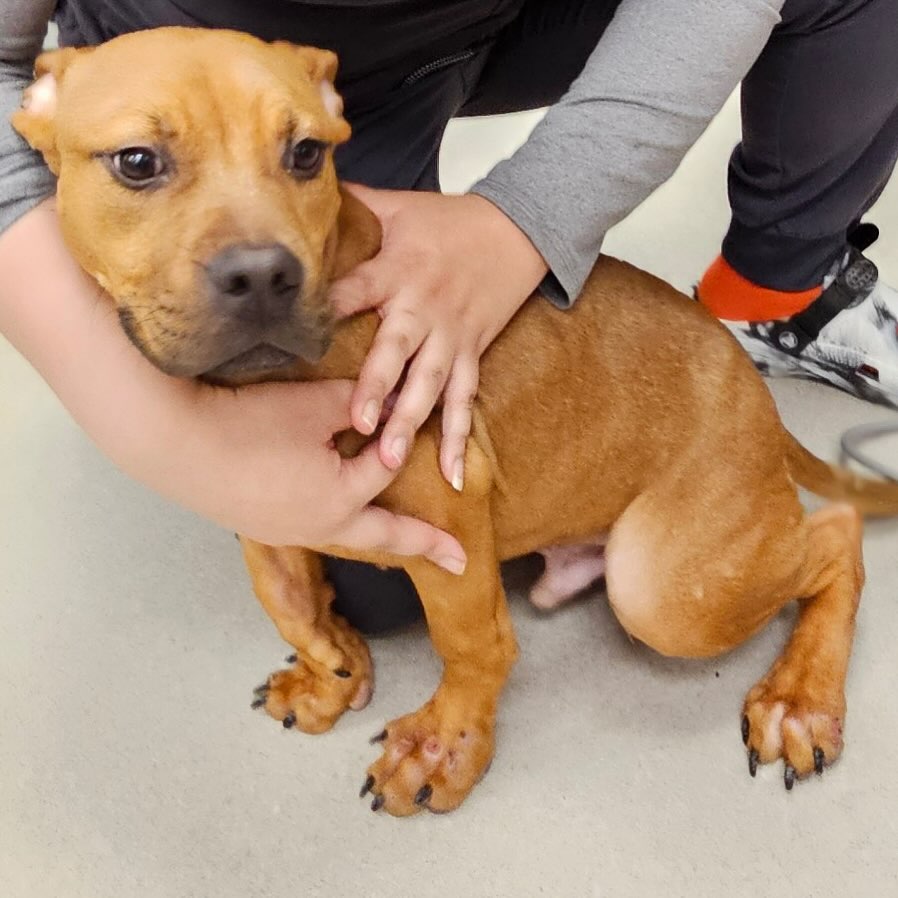 woman and cute brown dog