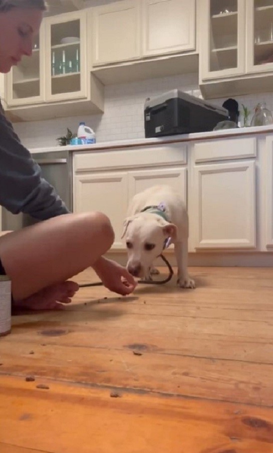 woman and white dog