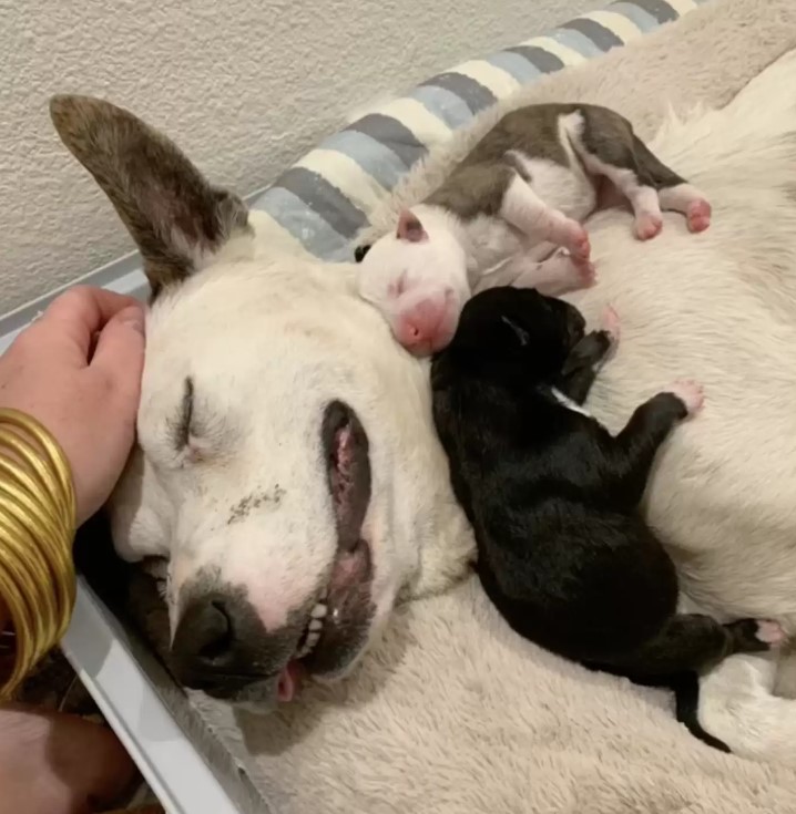 woman cuddling poor dog