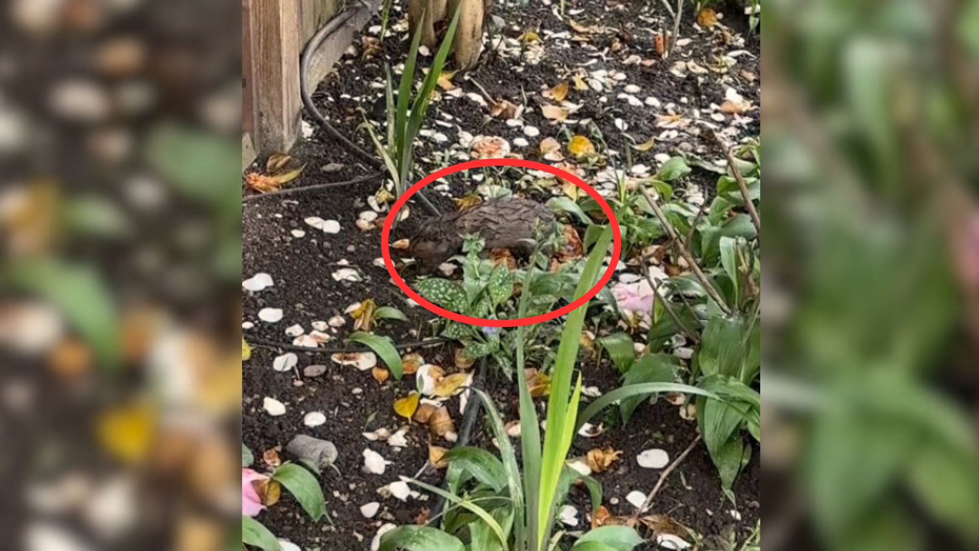 Woman Didn’t Know Which Cub Was In Her Garden Until Its Mother Came To A Rescue Mission