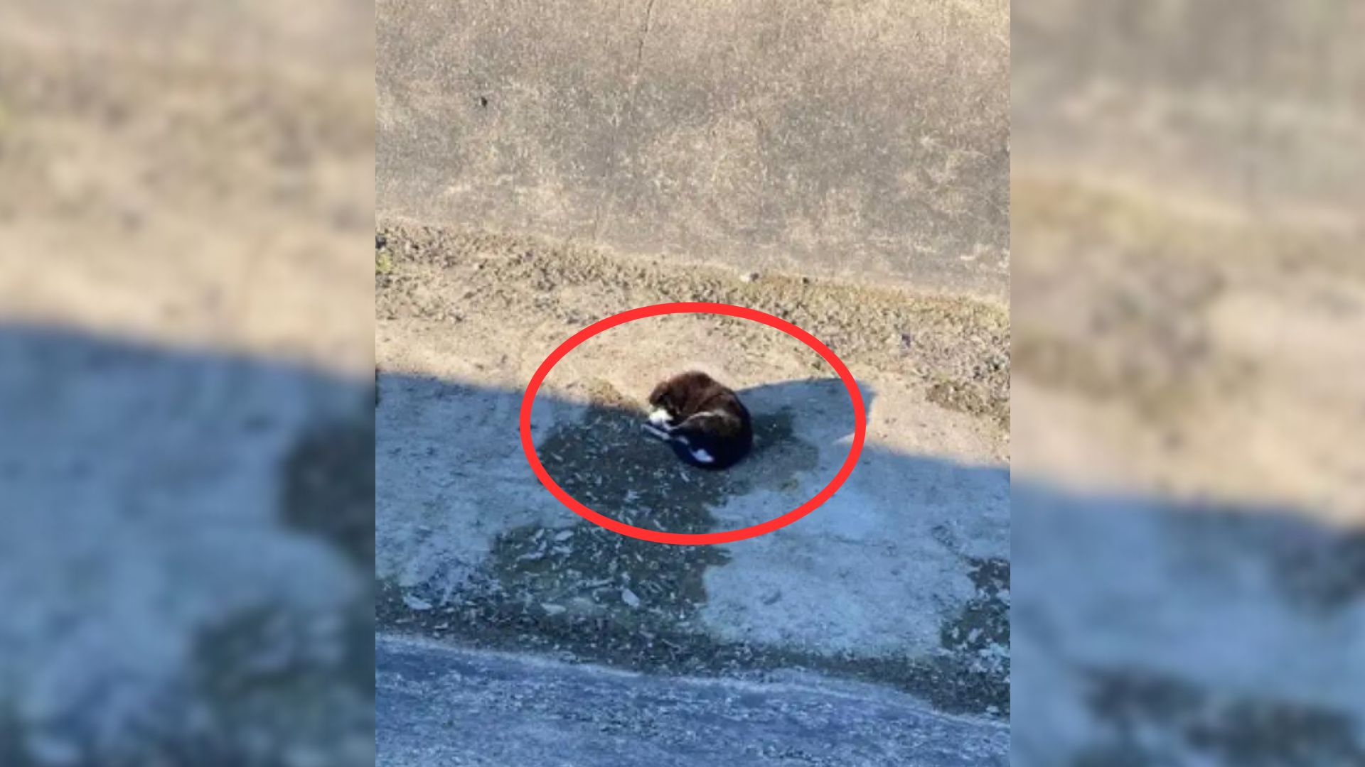 Woman Discovers A Motionless Pup Hopelessly Lying In A Canal And Ends Up Changing His Life