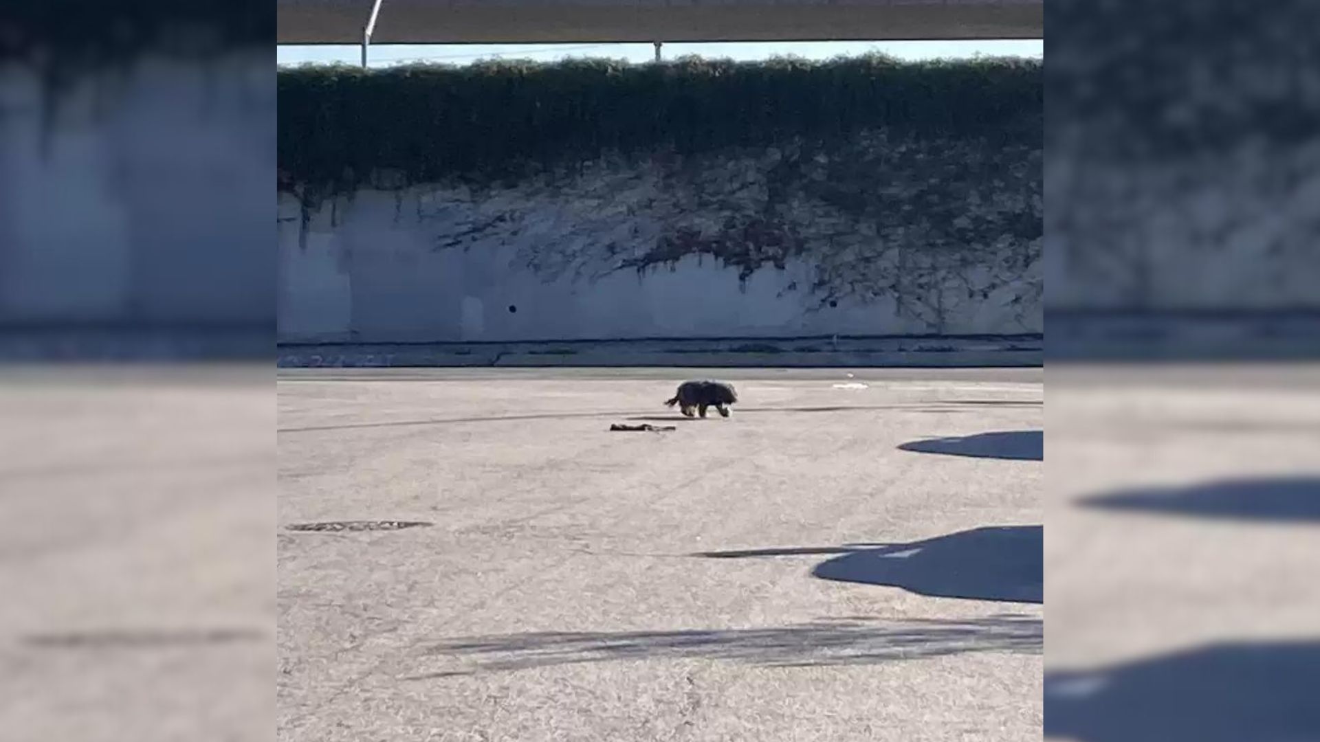 Woman Stumbles Upon Mysterious Animal Near Busy Highway And Immediately Rushes To Help