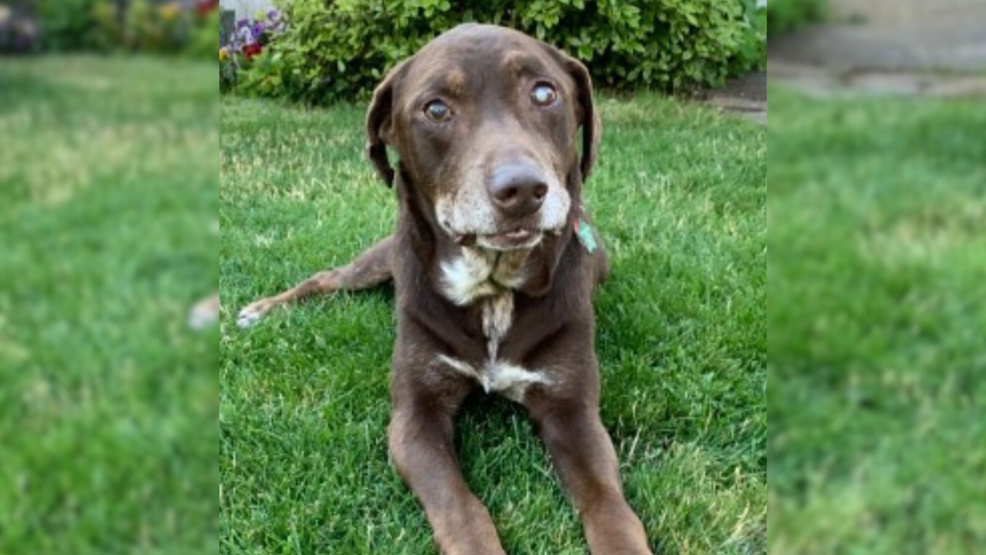 Sick Labrador Pup Spends 28 Perfect Last Days In This World Before Going To Eternal Sleep