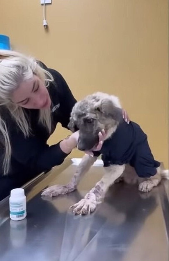 woman helping poor dog