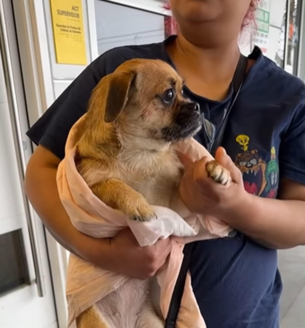 woman holding a cute dog