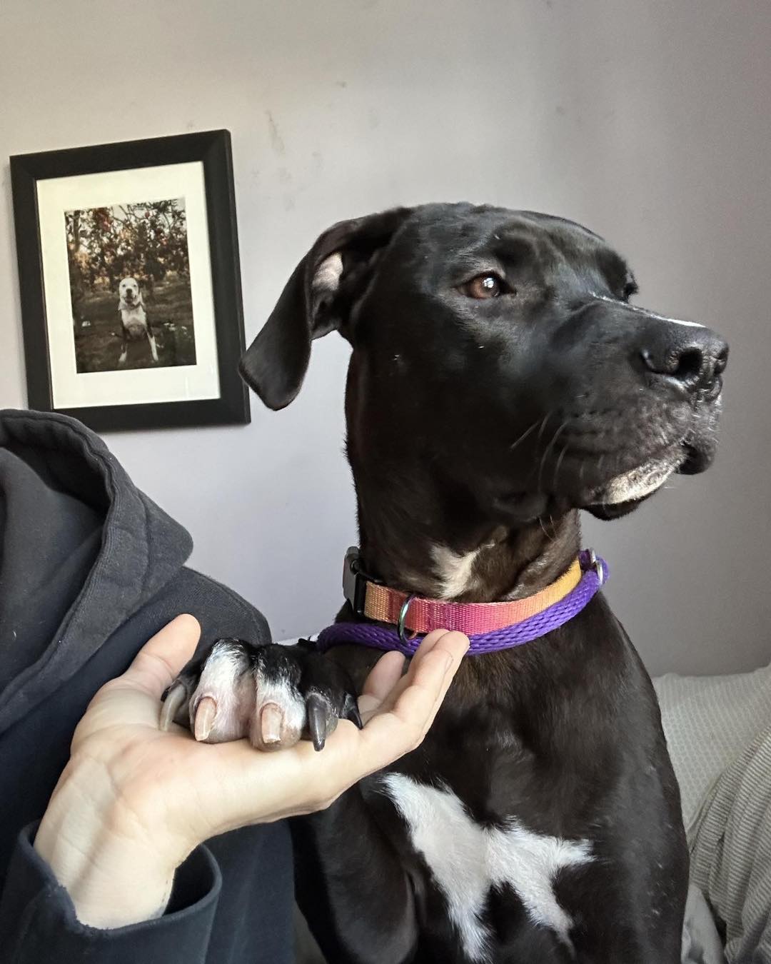 woman holding a dogs paw