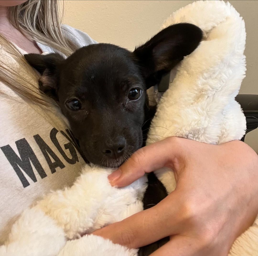 woman holding wrapped little puppy