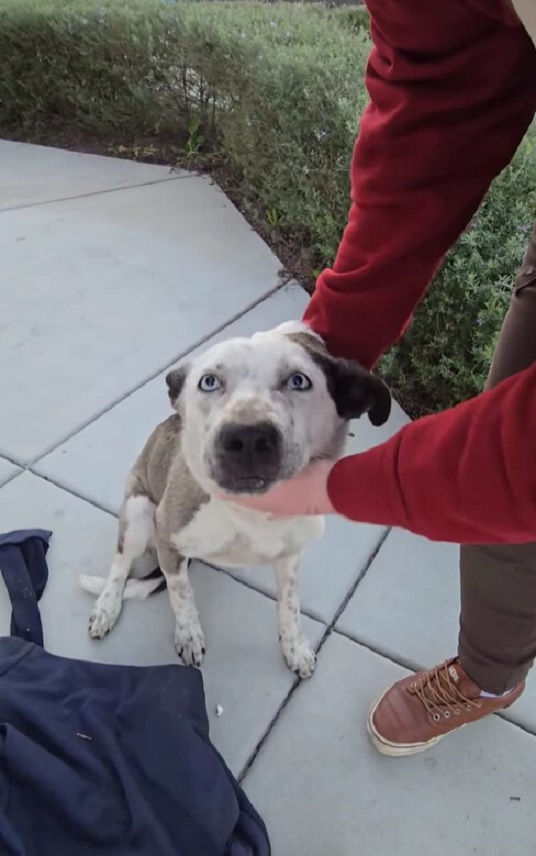 woman in red hoodie and white dog