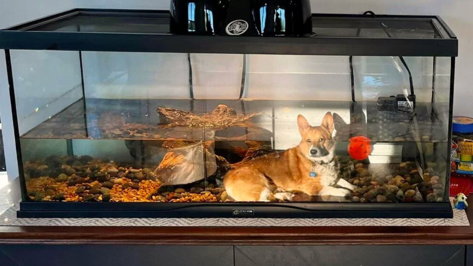 Woman Shocked To See Her Dog Lying In Aquarium, Then Learns The Real Truth