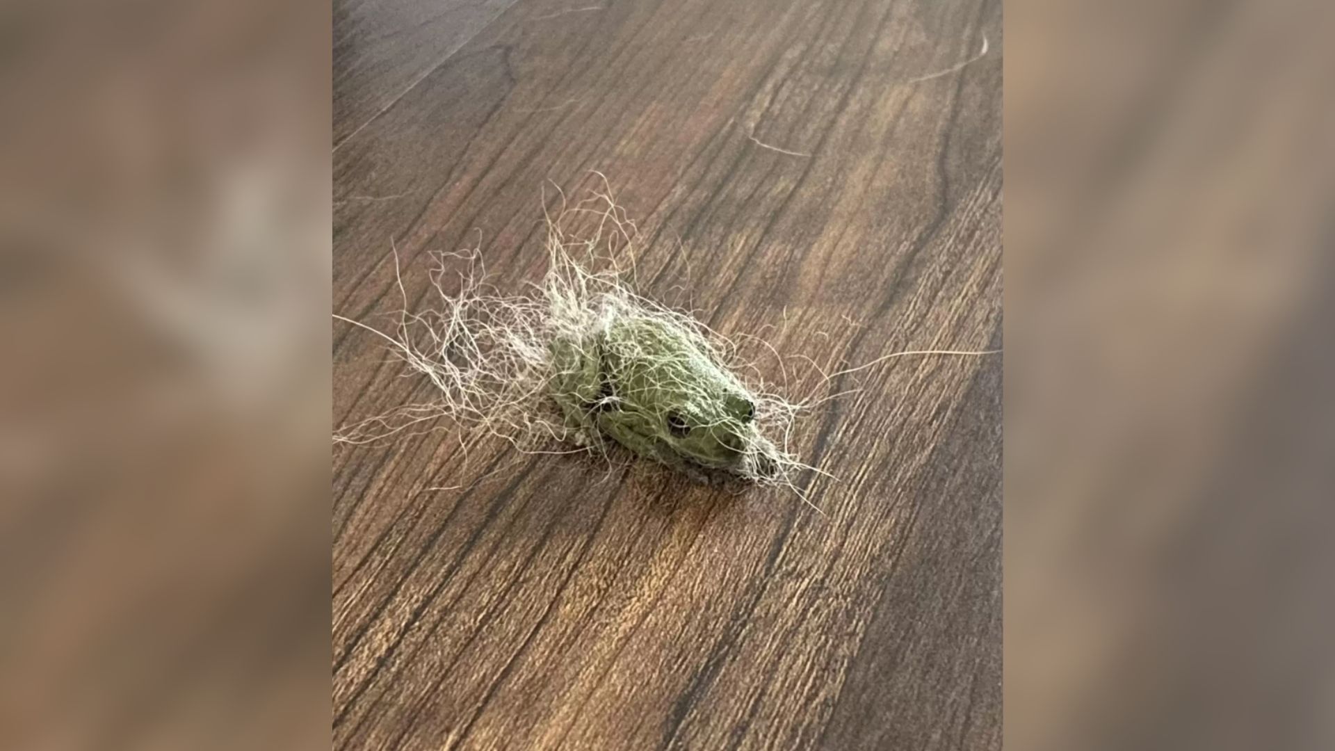 Family Dog’s Fur Moving On The Floor Leaves Owner Shocked To The Bone