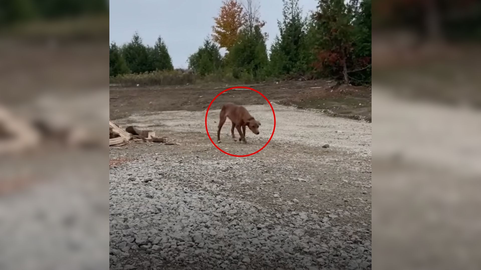 Hopeful Stray Dog Comes To A Stranger’s House And Asks To Be Adopted