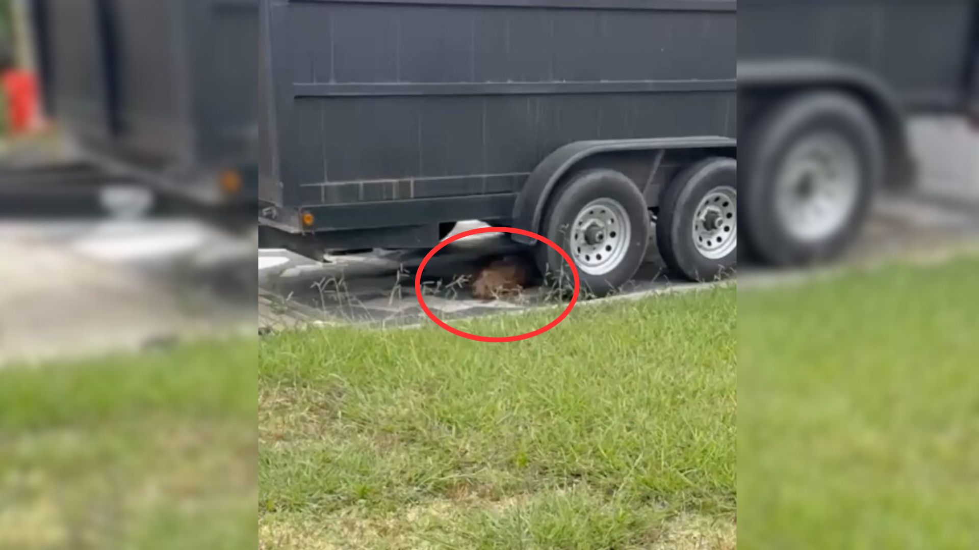 Woman Saw Pile Of Fur Under A Trailer And Then Realized What It Really Was