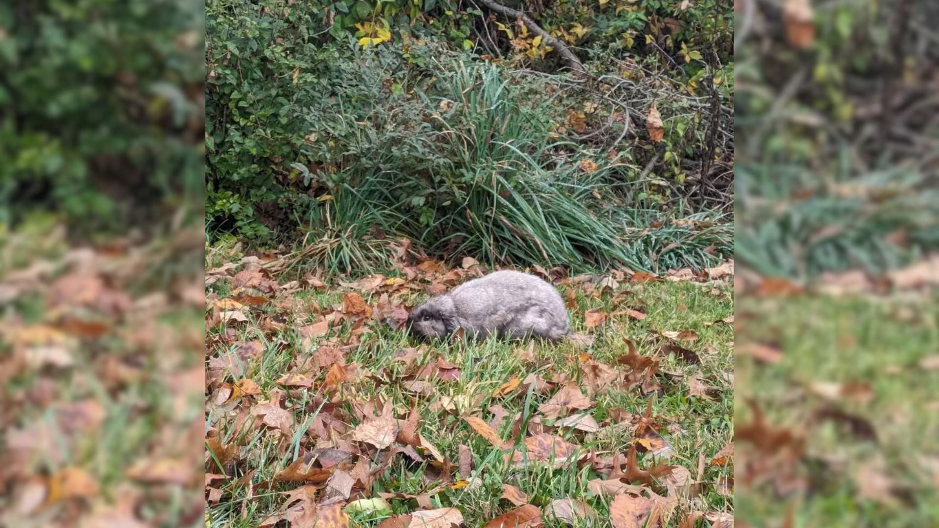 Woman Spots A Mysterious Gray Animal Lying Helplessly In The Rain, Then Discovers Its Identity