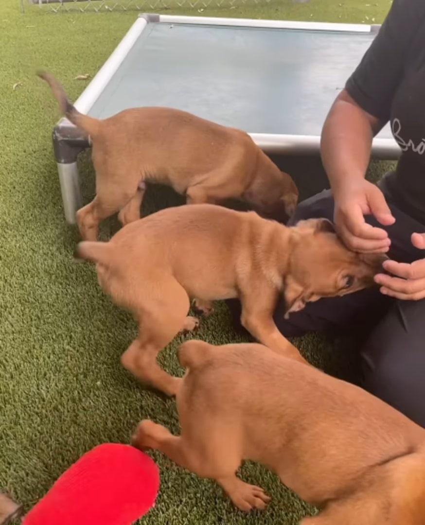 woman playing with puppies