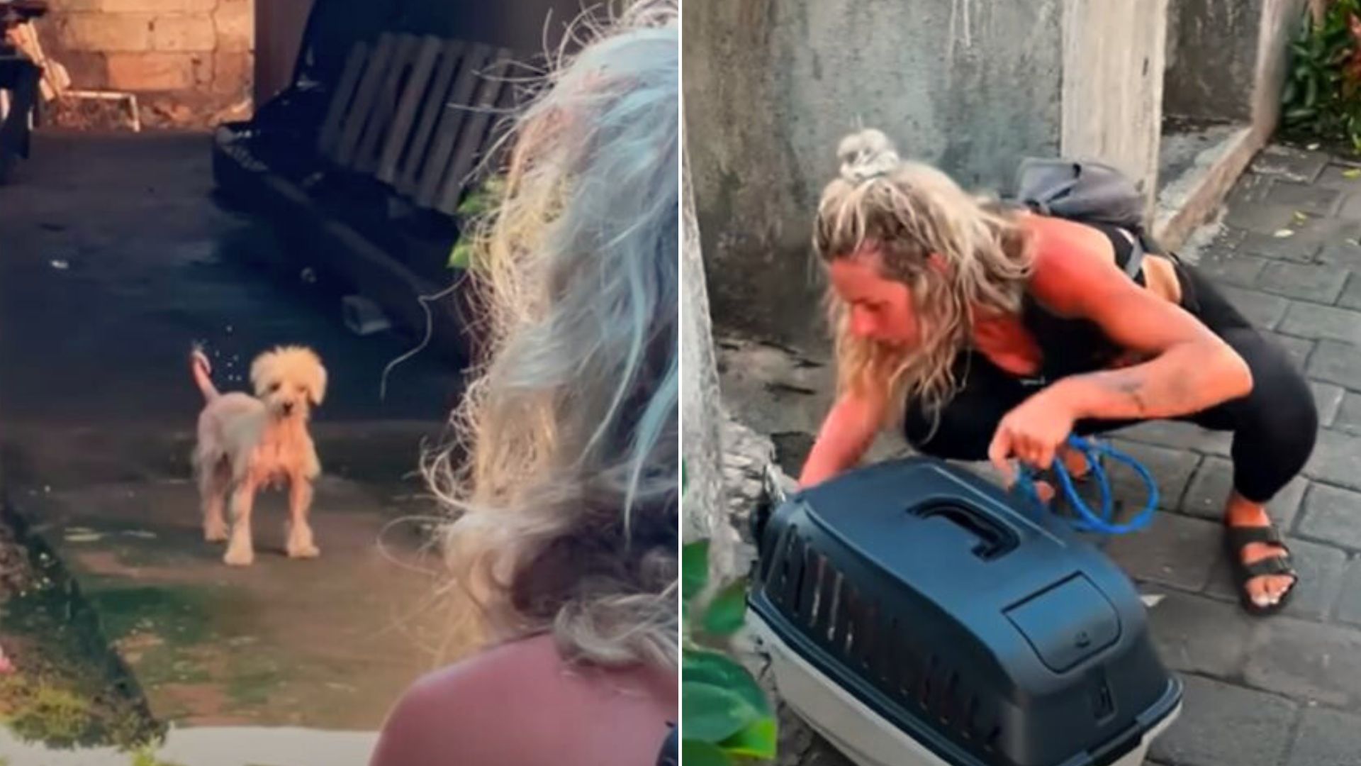 Woman Rescues A Hairless Stray Dog Only To Learn That Her Puppies Are Still Out There