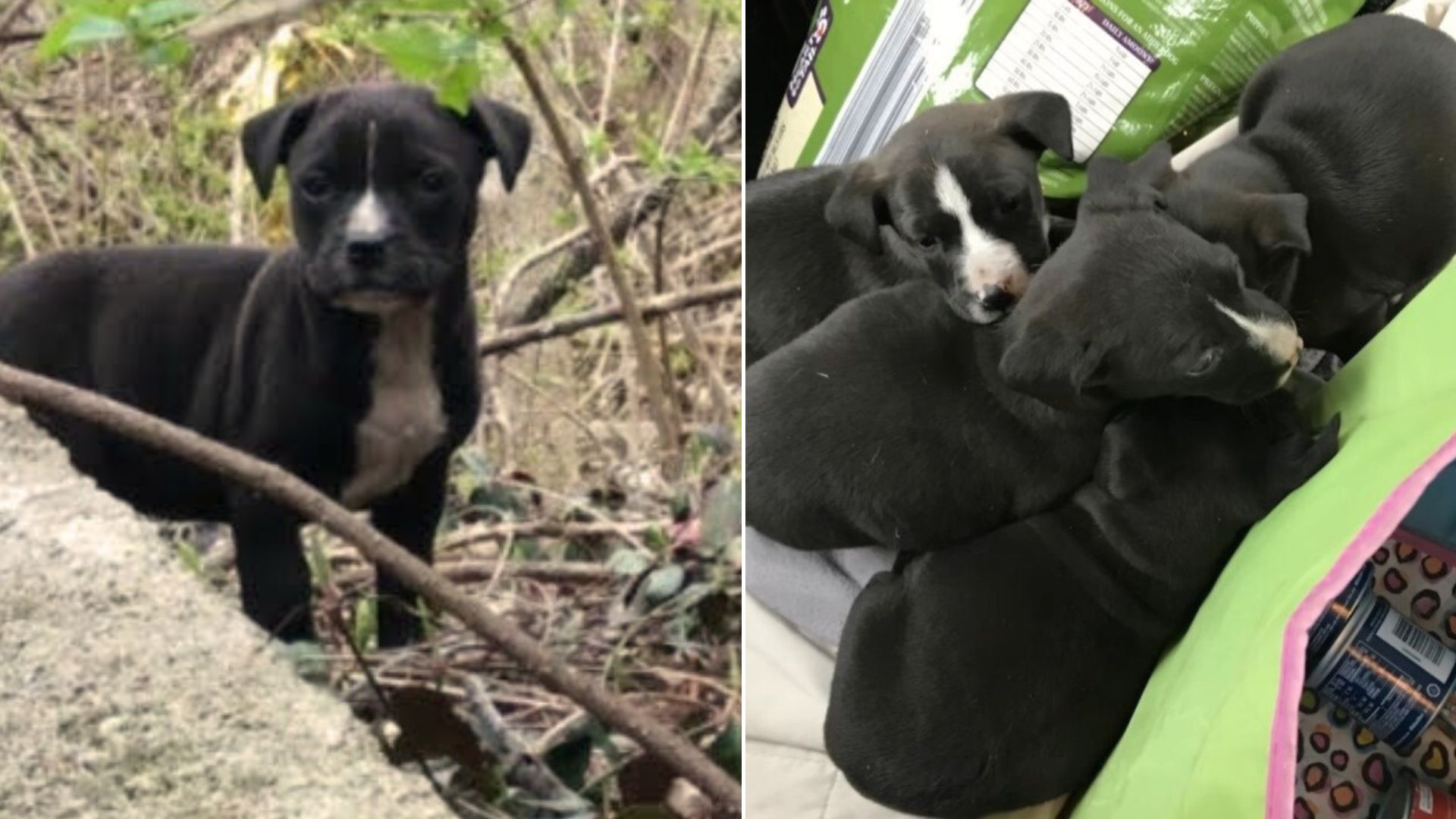 Rescuer Shocked To Find Mom Dog And Her Puppies Struggling On The Streets