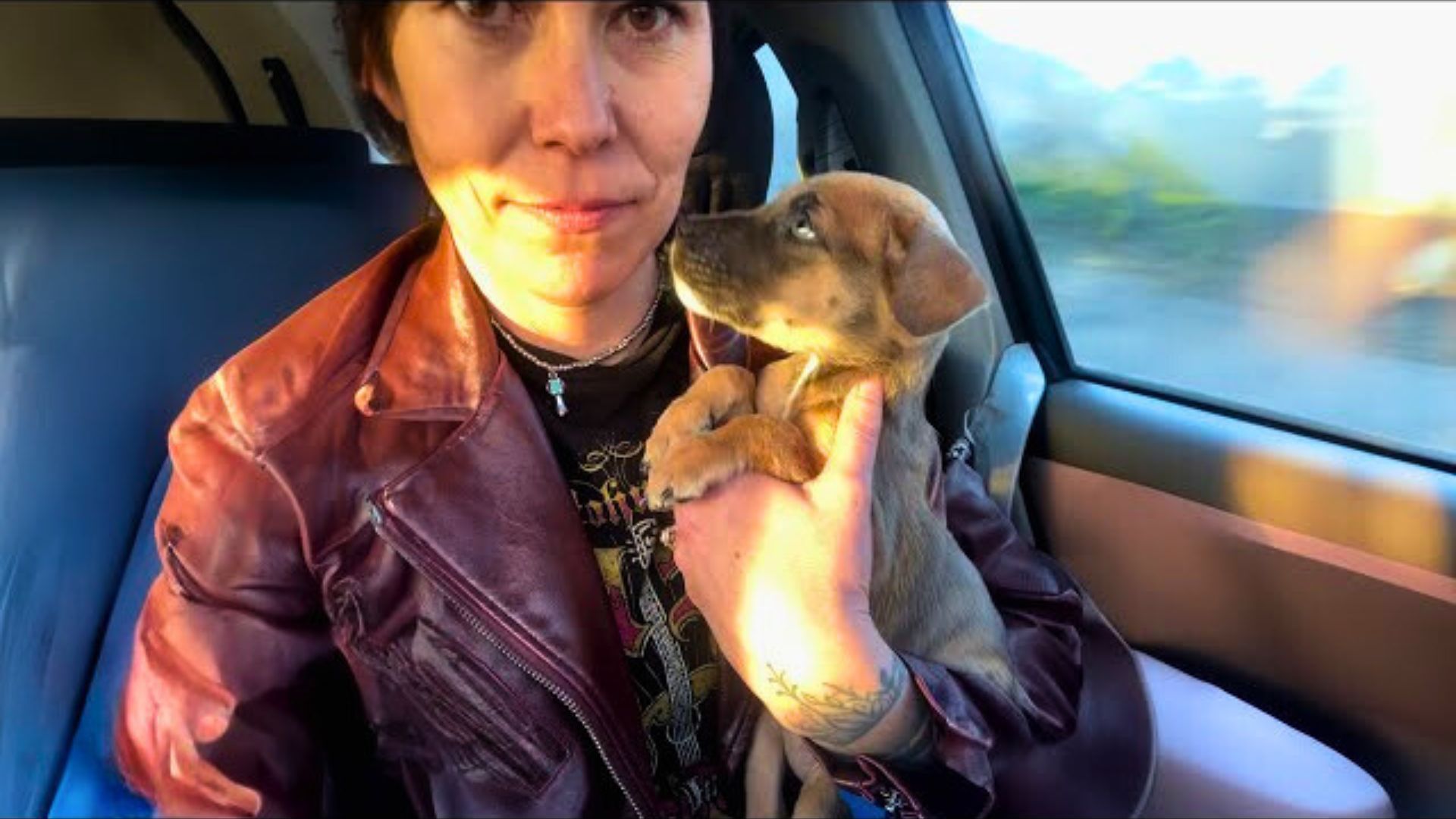 Woman Rescued This Small Puppy Near Walmart And Then Rushed To Find Her Siblings