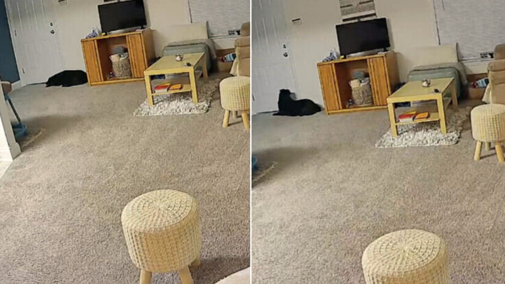 Owner Sets Up A Camera In Her House, Only To Be Completely Shocked By What Her Dog Does