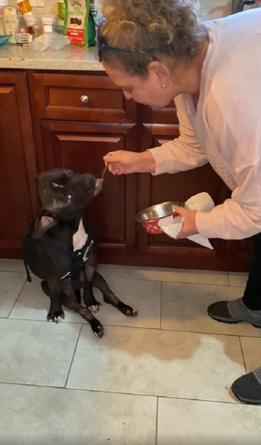 woman spoon feeding a dog