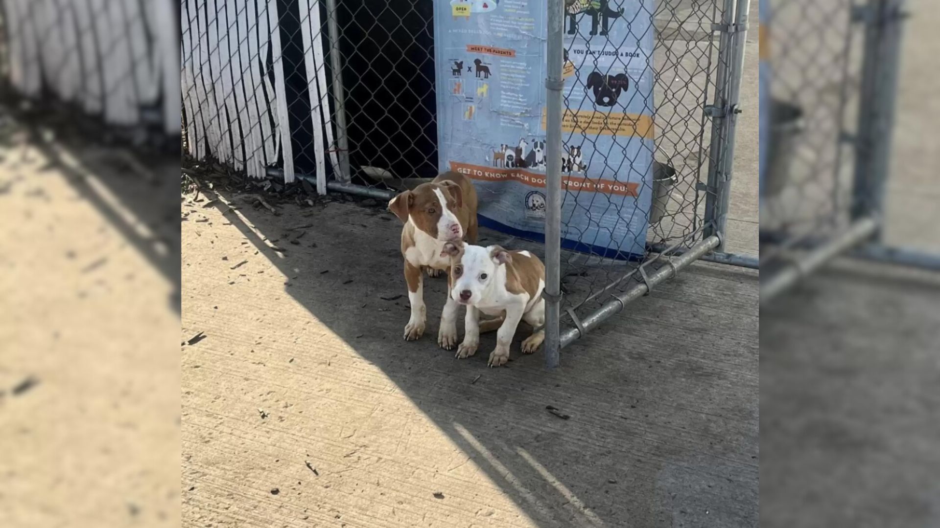 Volunteer Discovers The Most Unexpected Surprise Left Right In Front Of The Shelter