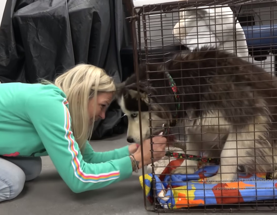 woman taking of dog's collar