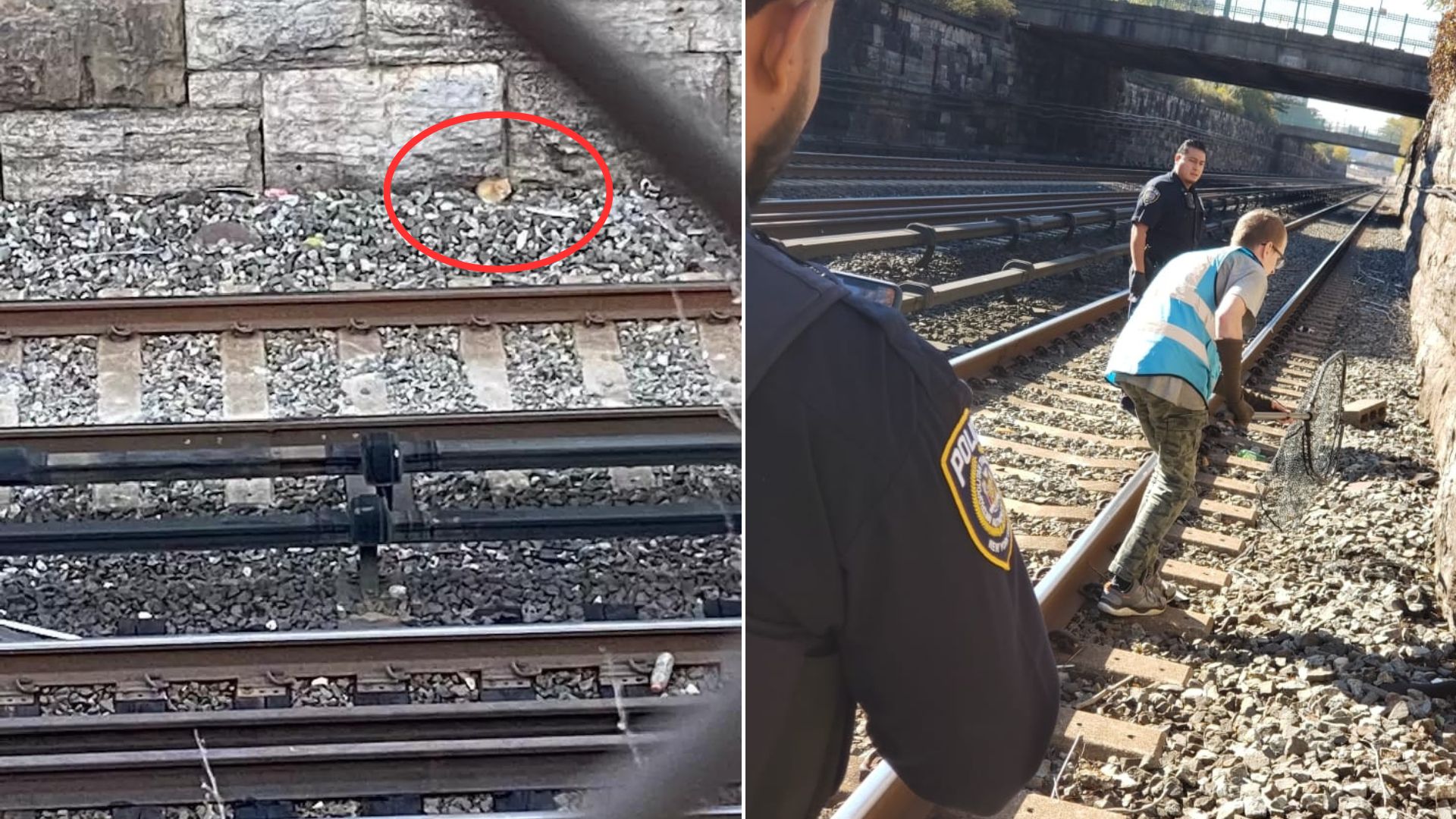 Passenger Hears Loud Cries Coming From Train Tracks, Then Comes To A Shocking Realization