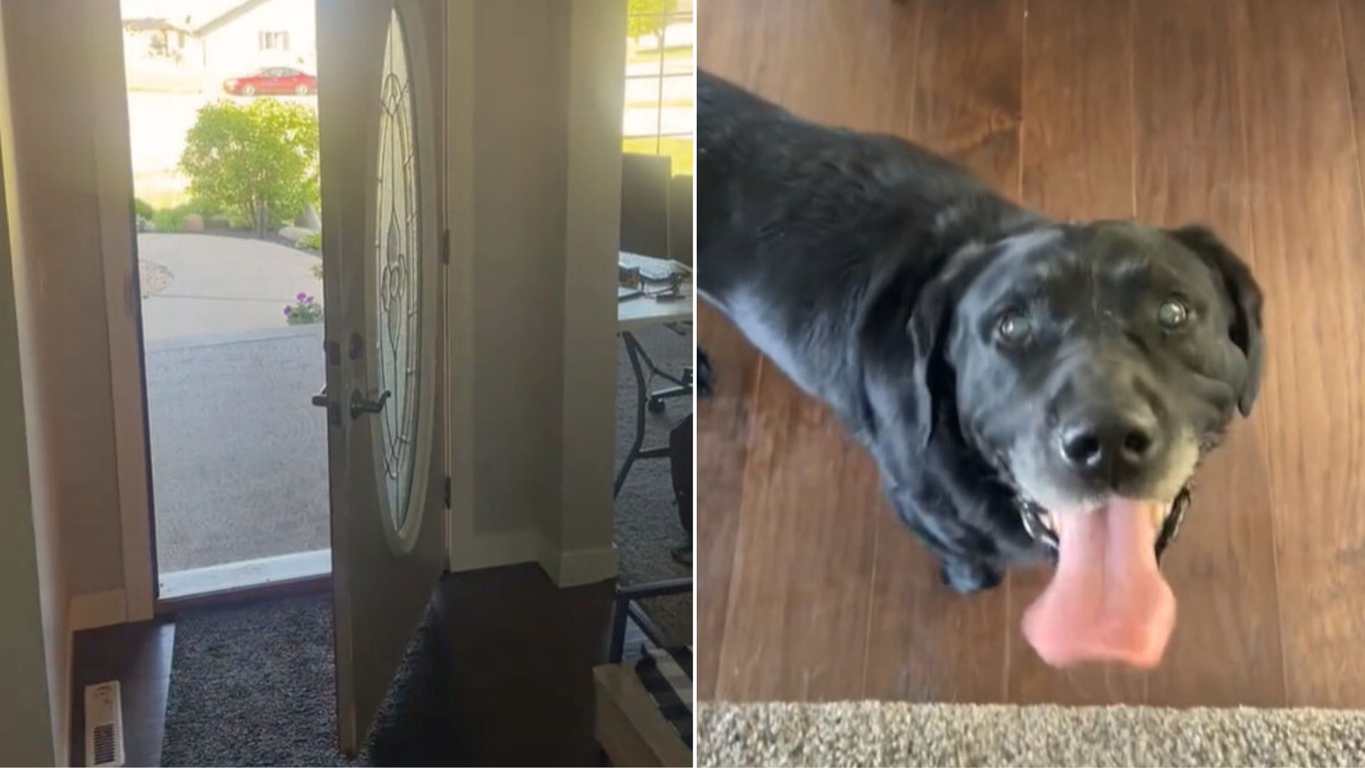 Woman Heard A Noise In The House And Realized She Has An Unusual Guest Waiting In The Living Room