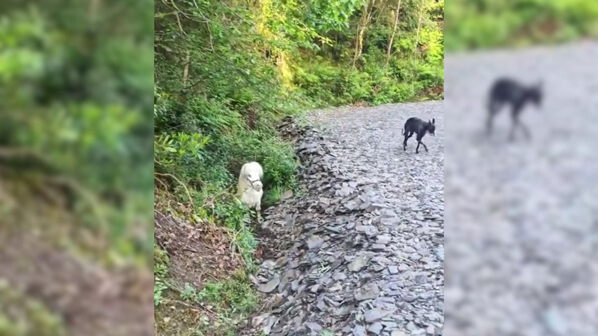 Woman Taking Her Dog For A Walk Stumbles Upon A Strange Furball Peeking From A Ditch