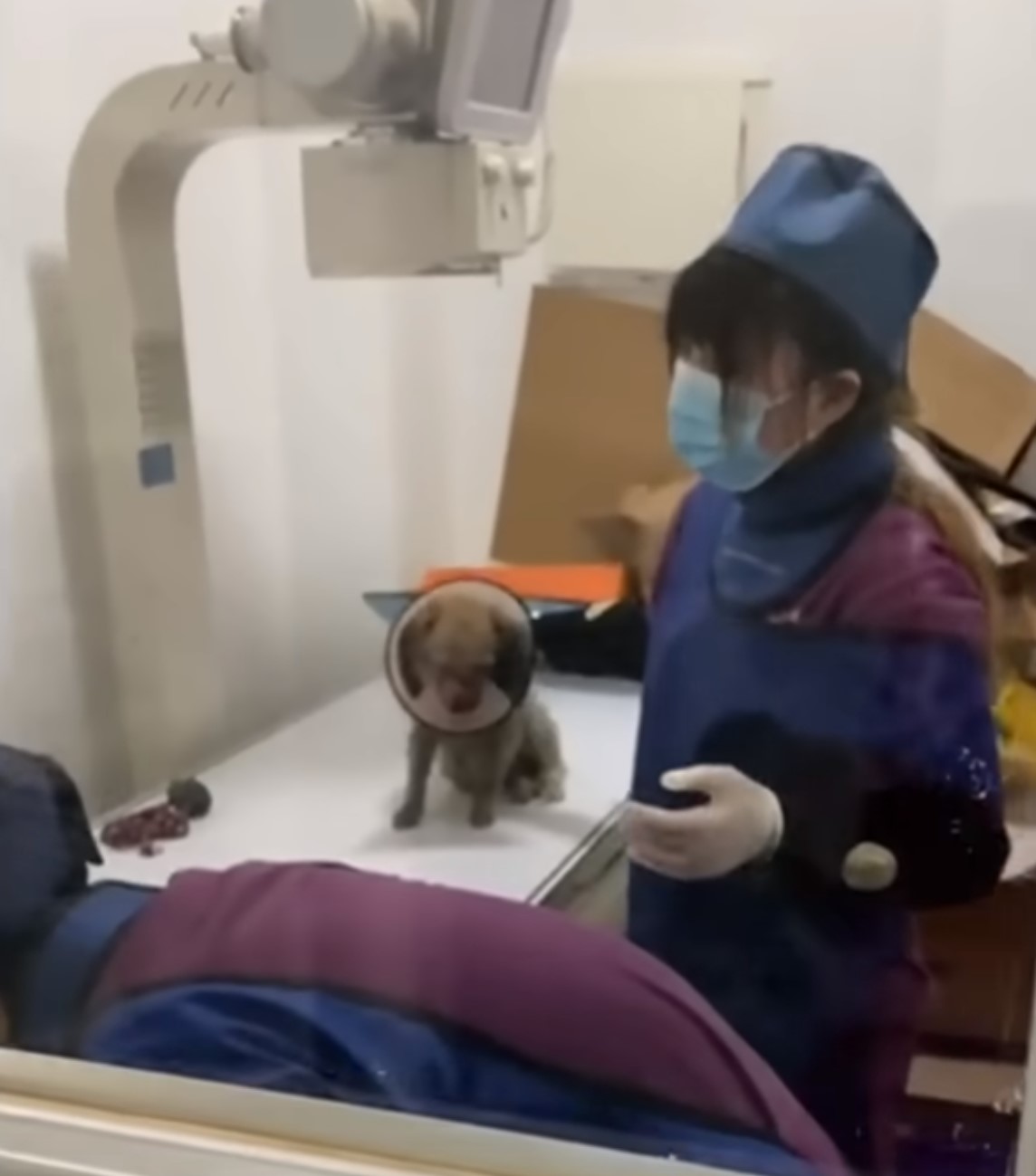 woman with face mask standing with dog on the table