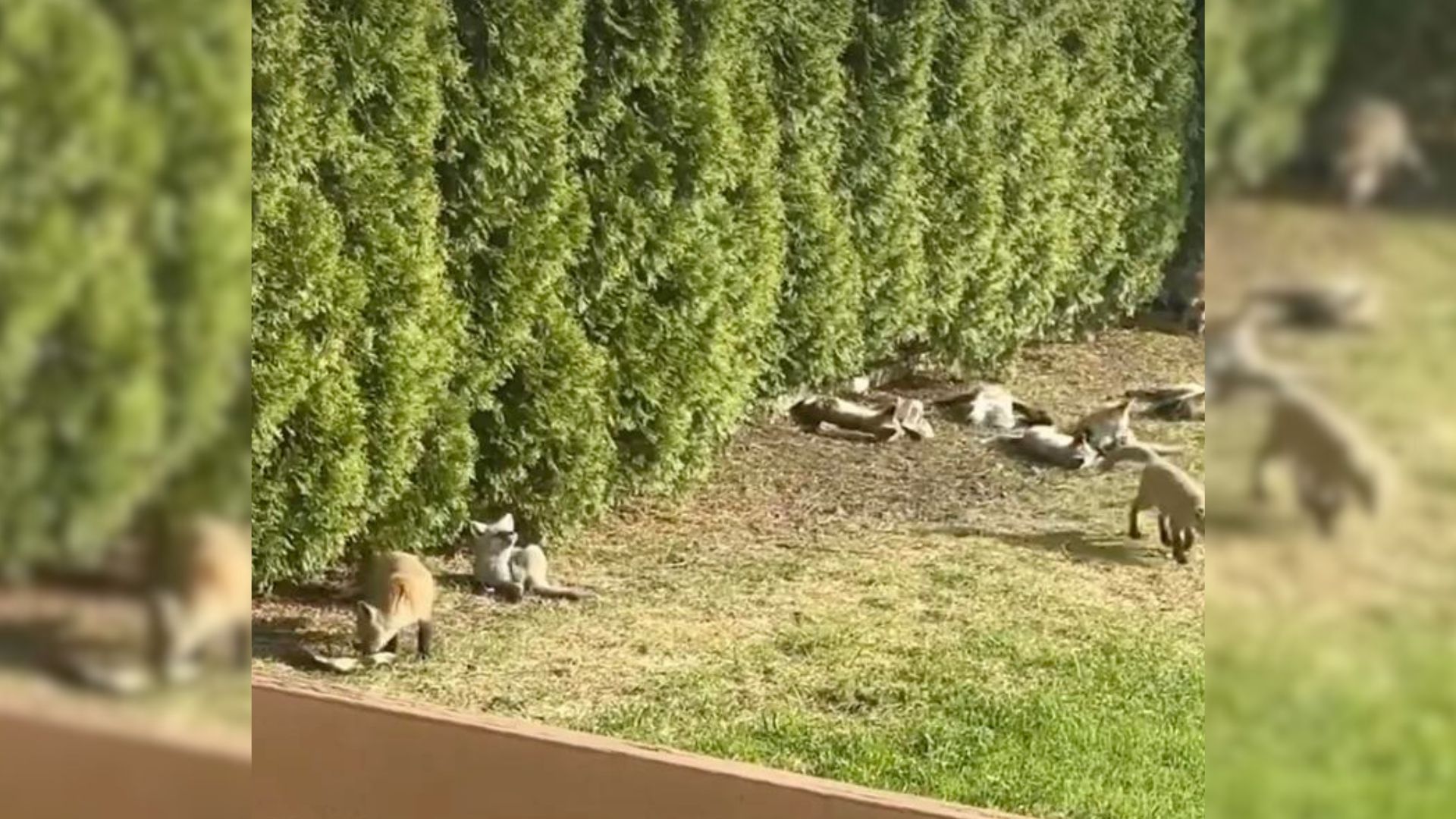 Adorable Furry Family Reappears In Woman’s Yard With The Sweetest Surprise