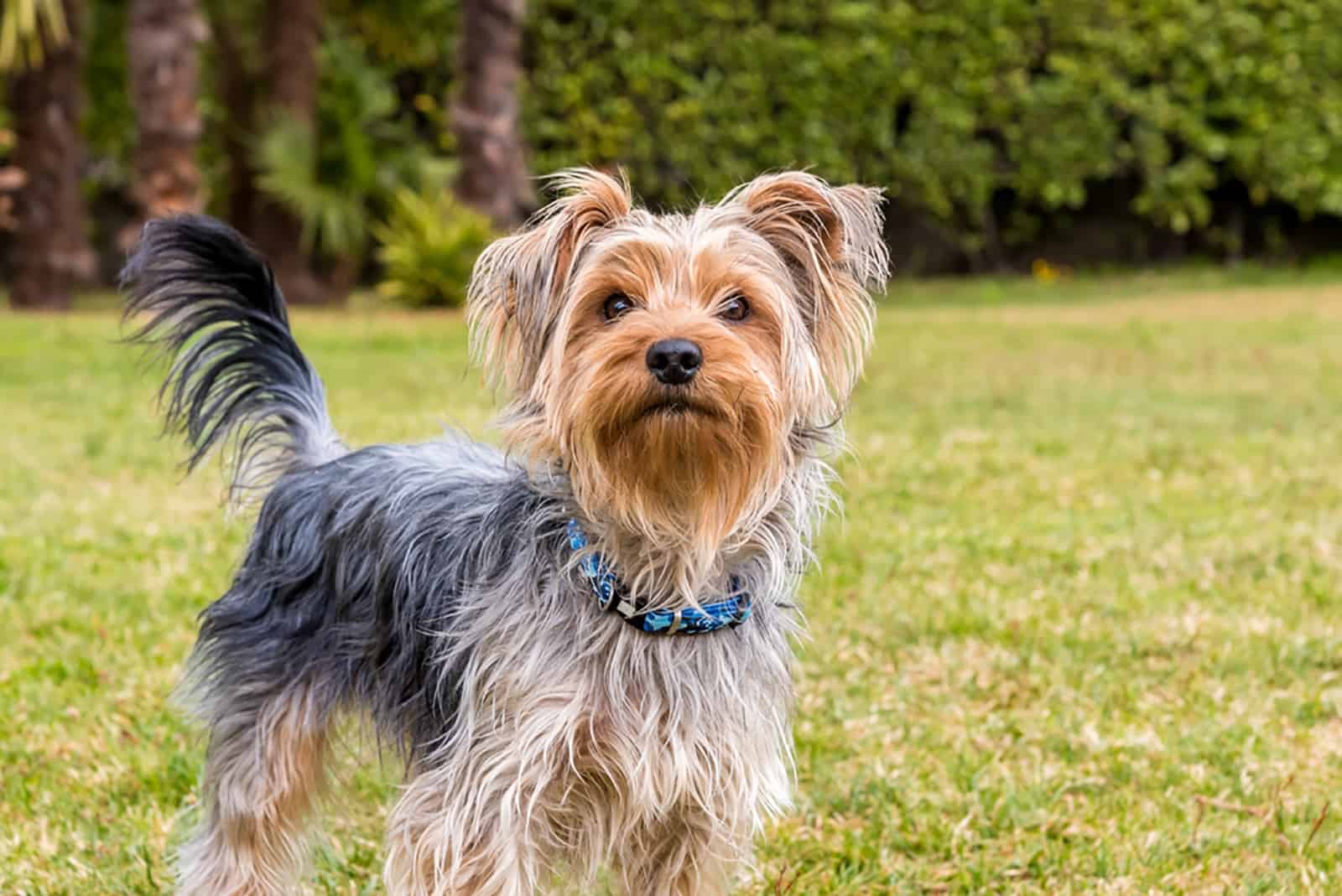 yorkshire terrier dog in the garden