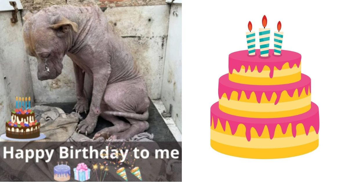 A Lonely Birthday: No One Sends Me Wishes, Just Because I’m a Stray Dog?